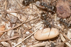 Formica lemani