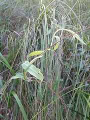 Billardiera mutabilis