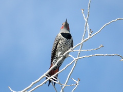Colaptes auratus cafer