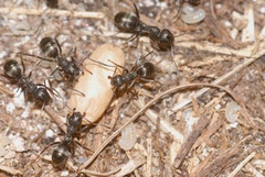 Formica lemani