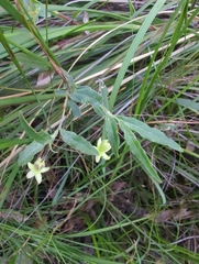 Billardiera mutabilis