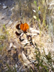 Adesmia confusa
