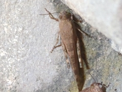 Sphingonotus
