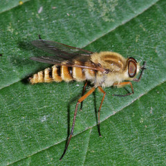 Thereva aurata