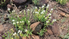 Syncolostemon persimilis
