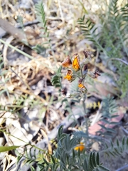 Adesmia confusa