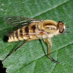 Thereva aurata
