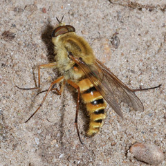 Thereva aurata
