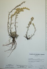 Artemisia borealis