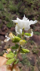 Syncolostemon persimilis