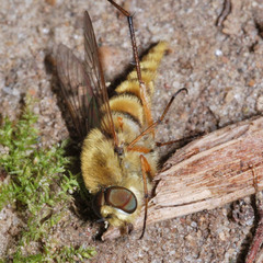 Thereva aurata
