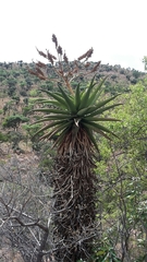 Aloe marlothii