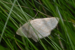 Scopula ternata