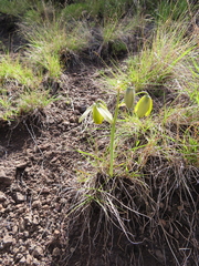 Albuca shawii