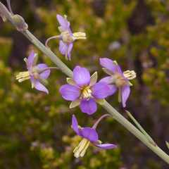Heliophila linearis linearifolia