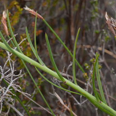 Heliophila linearis linearifolia