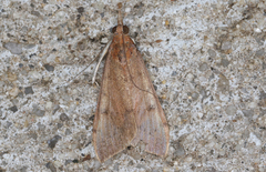 Uresiphita ornithopteralis