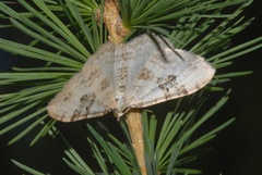 Xanthorhoe montanata