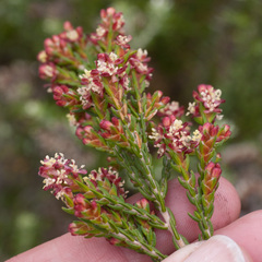 Passerina corymbosa
