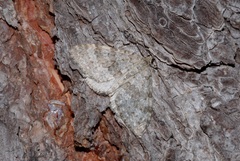 Entephria caesiata