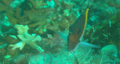 Hemitaurichthys polylepis