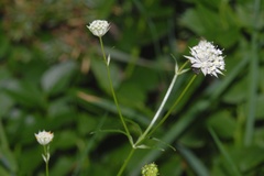 Astrantia minor