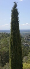 Cupressus sempervirens