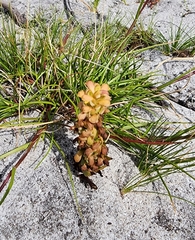 Disa pygmaea