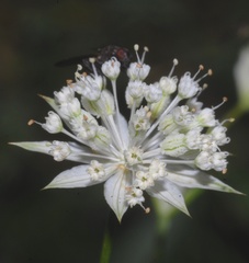 Astrantia minor
