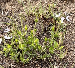 Ocimum