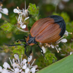 Lycus palliatus
