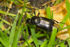 Nicrophorus humator