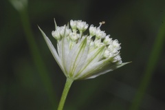 Astrantia minor