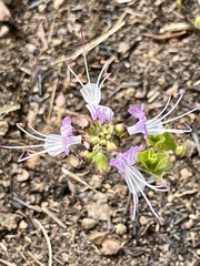 Ocimum
