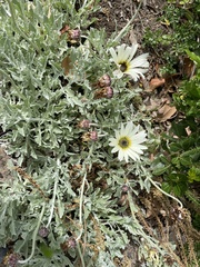 Arctotis stoechadifolia