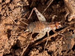 Gryllomorpha longicauda