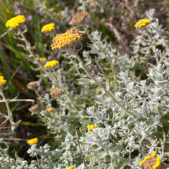 Helichrysum dasyanthum