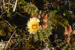 Parodia mammulosa