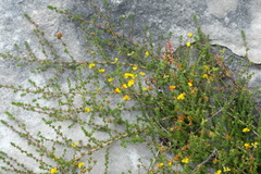 Aspalathus crassisepala