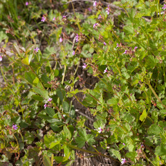 Pelargonium grossularioides