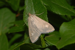 Udea alpinalis