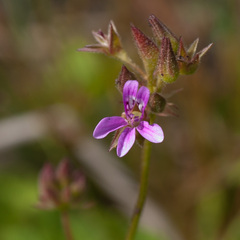 Pelargonium grossularioides