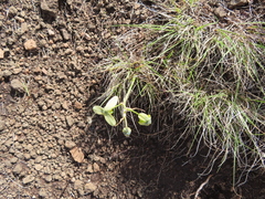 Albuca shawii