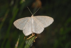Scopula ternata