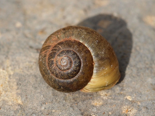Ponentina ponentina