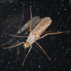 Cliorismia ardea