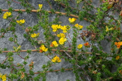 Aspalathus crassisepala