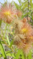 Triumfetta welwitschii