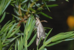 Udea alpinalis