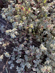 Tidestromia suffruticosa